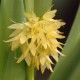 Myoxanthus octomeriae