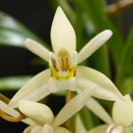 Coelogyne flaccida