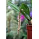 Pholidota imbricata