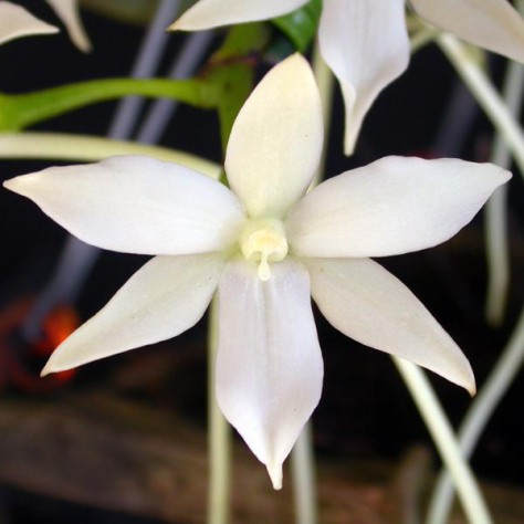 Fiche de culture de l'orchidée AERANGIS