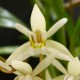 Fiche de culture de l'orchidée COELOGYNE