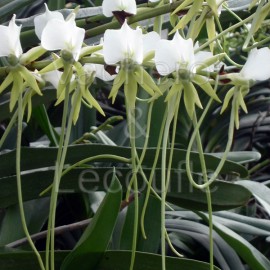 Angraecum longicalcar