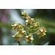 Dendrobium finisterrae