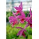 Cattleya Guatemalensis