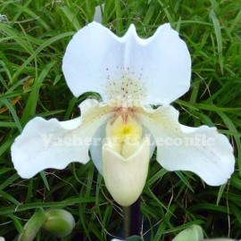 Paphiopedilum Rosy Dawn