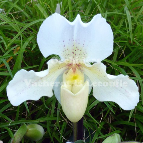 Paphiopedilum Rosy Dawn