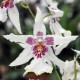 Cambria Tahoma Glacier 'Green' (Beallara.)