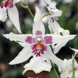 Cambria Tahoma Glacier 'Green' (Beallara.)