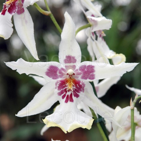 Cambria Tahoma Glacier 'Green' (Beallara.)