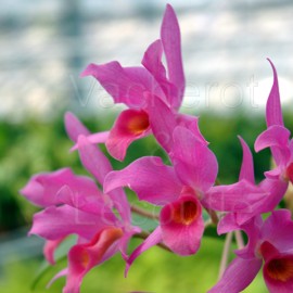 Cattleya Guatemalensis