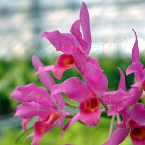 Cattleya Guatemalensis