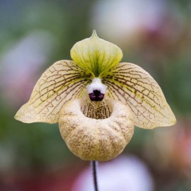 Paphiopedilum malipoense