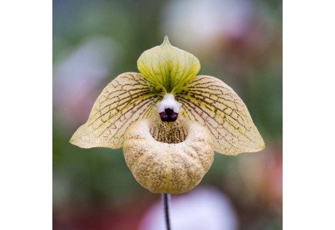 Paphiopedilum malipoense