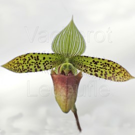Paphiopedilum sukhakulii
