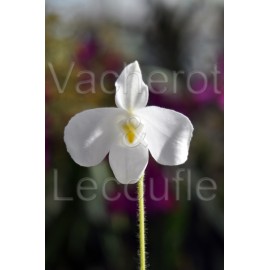 Paphiopedilum delenatii var. alba
