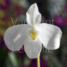 Paphiopedilum delenatii var. alba