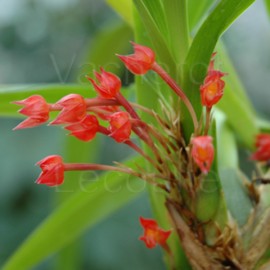 Maxillaria coccinea
