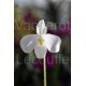 Paphiopedilum delenatii var. alba