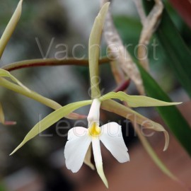 Epidendrum parkinsonianum