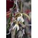 Epidendrum parkinsonianum