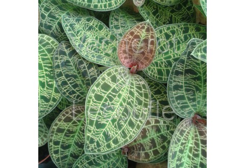 Macodes petola (orchidée bijou)