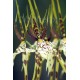 Brassia Eternal Wind 'Summer Dream'