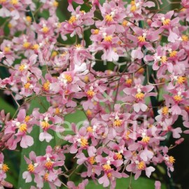 Oncidium ornithorhynchum