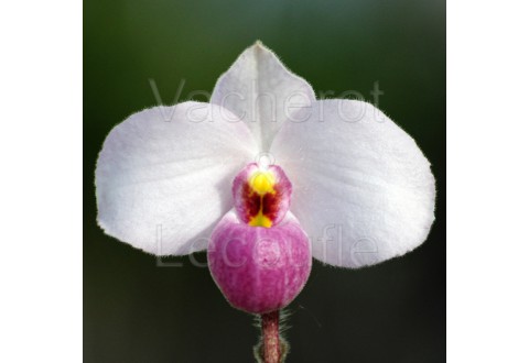Paphiopedilum delenatii