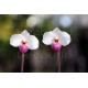 Paphiopedilum delenatii