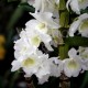 Dendrobium nobile Sweet Dream 'Apollon'