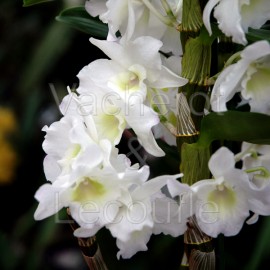 Dendrobium nobile Sweet Dream 'Apollon'
