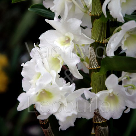Dendrobium nobile Sweet Dream 'Apollon'