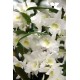 Dendrobium nobile Sweet Dream 'Apollon'