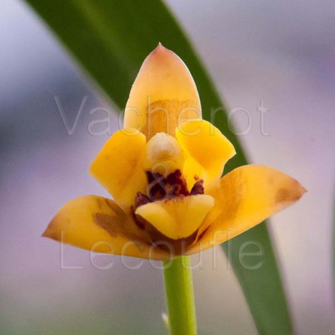 Maxillaria variabilis 'Yellow'