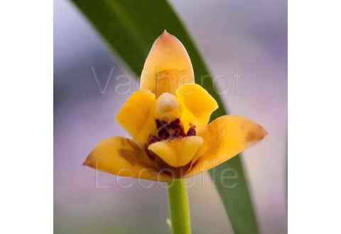 Maxillaria variabilis jaune