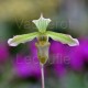 Paphiopedilum javanicum var. virens