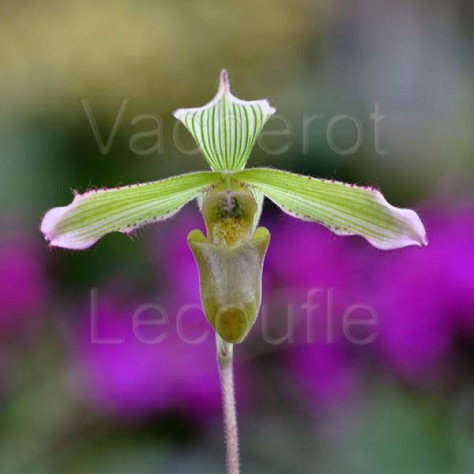 Paphiopedilum javanicum var. virens