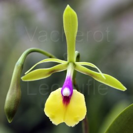 Epicattleya René Marquès 'Flame Thrower' HCC/AOS
