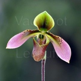 Paphiopedilum appletonianum