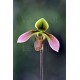 Paphiopedilum appletonianum