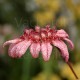 Bulbophyllum eberhardtii