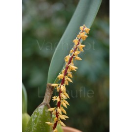 Bulbophyllum elassonotum