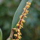 Bulbophyllum elassonotum