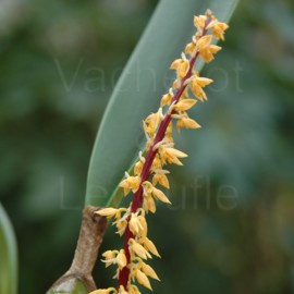 Bulbophyllum elassonotum