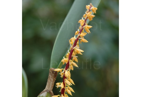 Bulbophyllum elassonotum