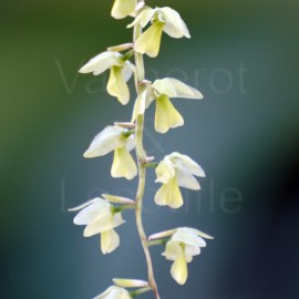 Dendrochilum uncatum