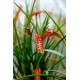 Dendrochilum wenzelii