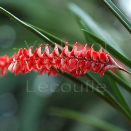 Dendrochilum wenzelii