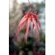 Bulbophyllum Elizabeth Ann 'Buckleberry' FCC/AOS