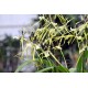 Brassia Painter 'Big Spider'